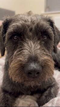Gumbo -  Terrier Dog Available for Adoption in Cumming, Georgia - Gumbo | PetCurious