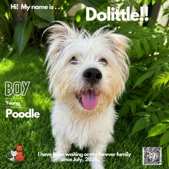 Doolittle -  Poodle Dog for Adoption in Westminster, California - Doolittle | PetCurious