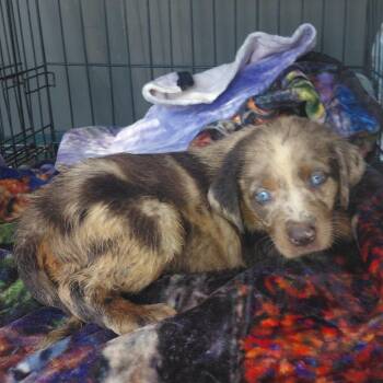 Luka -  Mixed Breed Dog for Adoption in Milton, Florida - Luka | PetCurious