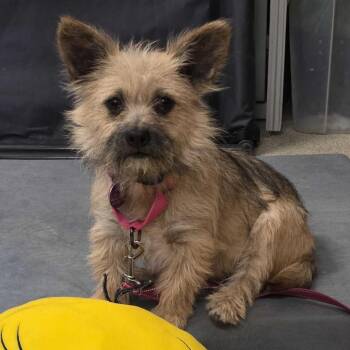 Mixed Breed Dogs Available for Adoption in Gloucester, Virginia - Elias | PetCurious