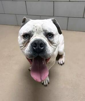 Mixed Breed Dogs Available for Adoption in Nashville, Tennessee - Obi Juan | PetCurious