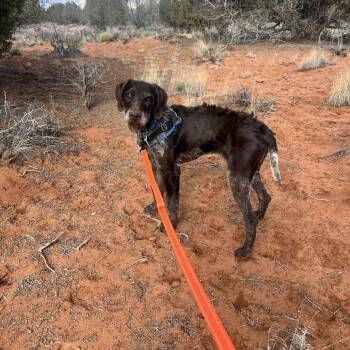German Shorthaired Pointer and German Wirehaired Pointer Dogs Available for Adoption - Bert | PetCurious