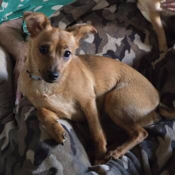 Jazzi -  Miniature Pinscher and Chihuahua Dog for Adoption in Monticello, Minnesota - Jazzi | PetCurious
