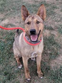 Rescue Mixed Breed Dogs for Adoption in Ashland, Kentucky - Dingo | PetCurious