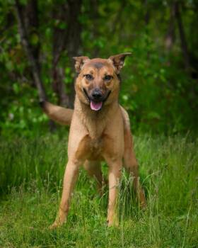 Shepherd Dogs Available for Adoption in Bridgeport, Connecticut - Echo | PetCurious