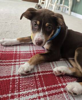 Yoko -  Australian Shepherd and Husky Dog for Adoption in North Olmsted, Ohio - Yoko | PetCurious