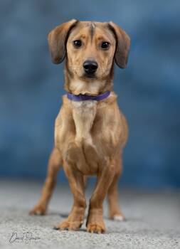 Dachshund Dogs Available for Adoption in Anchorage, Alaska - Oscar | PetCurious