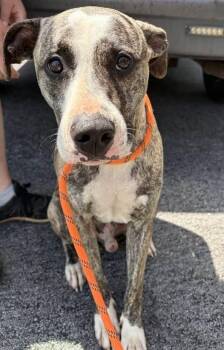 Snoop Dog -  Catahoula Leopard Dog and Pit Bull Terrier Dog for Adoption in Munfordville, Kentucky - Snoop Dog | PetCurious