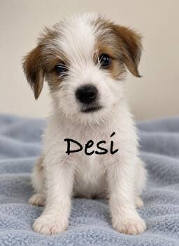 Desi -  Terrier Dog for Adoption in Pawleys Island, South Carolina - Desi | PetCurious