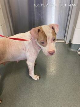 Rescue Pit Bull Terrier and Mixed Breed Dogs for Adoption in Baytown, Texas - DEBBIE | PetCurious