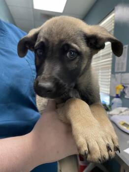 German Shepherd Dog and Mixed Breed Dogs Available for Adoption in Newton, North Carolina - LINCOLN | PetCurious