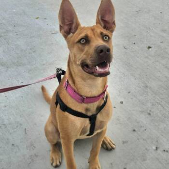 Terrier and Pharaoh Hound Dogs Available for Adoption - Zoey | PetCurious