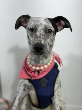 Angie-One of our Amazing Rescue Dogs -  Australian Cattle Dog Blue Heeler and Dalmatian Dog for Adoption in Carlsbad, California - Angie-One Of Our Amazing Rescue Dogs | PetCurious