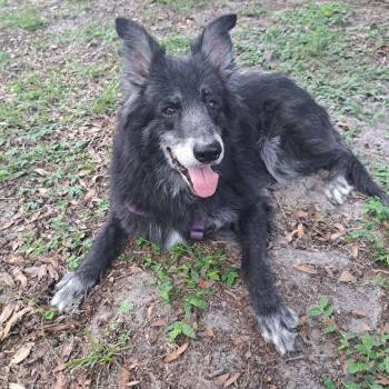 Grizabella -  Mixed Breed Dog for Adoption in Gainesville, Florida - Grizabella | PetCurious