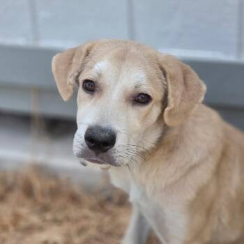 Mojave JuM -  Yellow Labrador Retriever and Mixed Breed Dog for Adoption in Austin, Texas - Mojave JuM | PetCurious