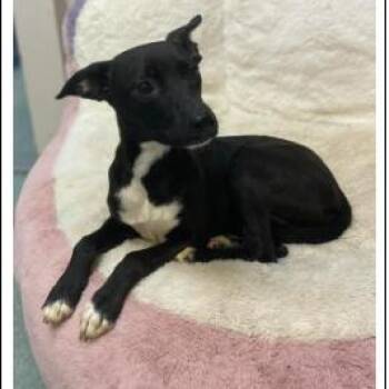 Oreo -  Mixed Breed Dog for Adoption in Westhampton, New York - Oreo | PetCurious