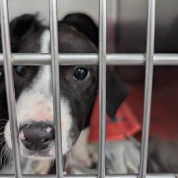 Mixed Breed Dogs Available for Adoption in Dekalb, Illinois - Cee Cee | PetCurious
