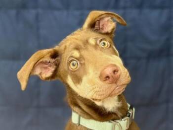 Dylan -  Doberman Pinscher Dog for Adoption in Portland, Oregon - Dylan | PetCurious