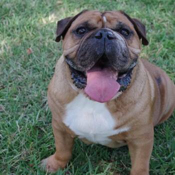 English Bulldog Dogs Available for Adoption in Miami, Florida - Koda | PetCurious