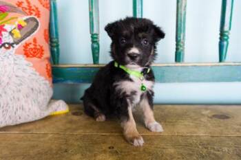 Ginger -  Border Collie and Shepherd Dog for Adoption in San Antonio, Texas - Ginger | PetCurious