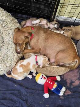 Hailey - Hattie -  American Bulldog Dog for Adoption in Lakeland, Florida - Hailey - Hattie | PetCurious