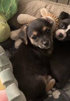 Terrier Dogs Available for Adoption in Penryn, California - Winnie | PetCurious