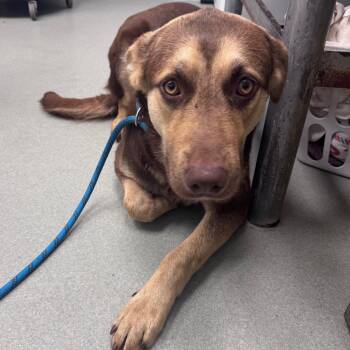 Shepherd Dogs Available for Adoption - Declan | PetCurious