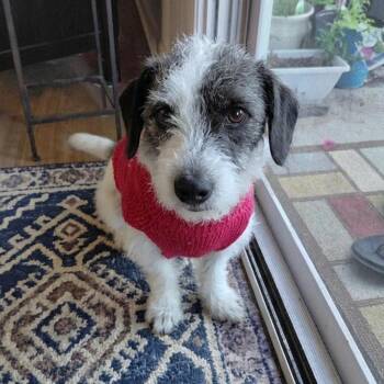 Buddy -  Wirehaired Terrier and Maltese Dog for Adoption in San Diego, California - Buddy | PetCurious