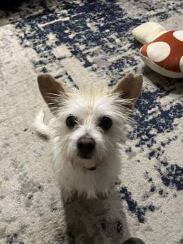 Rescue Wirehaired Terrier Dogs for Adoption in Sadler, Texas - Ivan | PetCurious