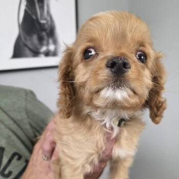 Einstein -  Cavalier King Charles Spaniel and Miniature Poodle Dog for Adoption in Sinking Spring, Pennsylvania - Einstein | PetCurious