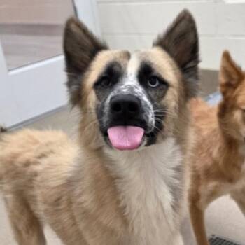 Beethoven -  Husky Dog for Adoption in Chatham, Virginia - Beethoven | PetCurious
