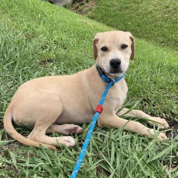 Otto -  Yellow Labrador Retriever and Terrier Dog Available for Adoption in Beaumont, Texas - Otto | PetCurious