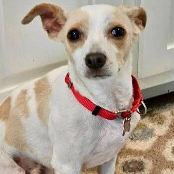 Taco -  Chihuahua and Terrier Dog for Adoption in Bloomfield, Connecticut - Taco | PetCurious