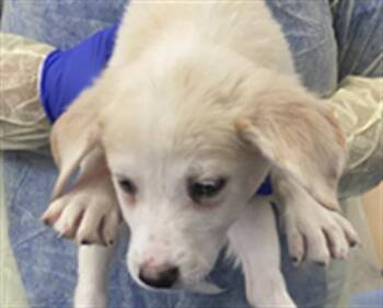 Mixed Breed Dogs Available for Adoption in Dallas, Texas - MARNIE | PetCurious