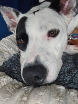 Callie -  Pit Bull Terrier Dog for Adoption in Oswego, Illinois - Callie | PetCurious