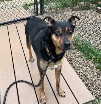Rocky -  Mixed Breed Dog for Adoption in Dubuque, Iowa - Rocky | PetCurious