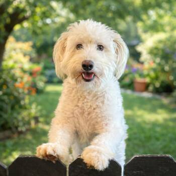 Havanese and Miniature Poodle Dogs Available for Adoption - Benny | PetCurious