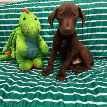 maverick -  Labrador Retriever Dog for Adoption in Houston, Texas - Maverick | PetCurious