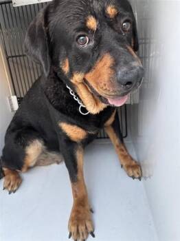 A660841 -  Rottweiler and Mixed Breed Dog for Adoption in Houston, Texas - A660841 | PetCurious