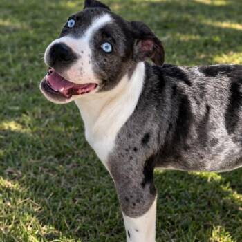 Catahoula Leopard Dog and Mixed Breed Dogs Available for Adoption - Owen | PetCurious