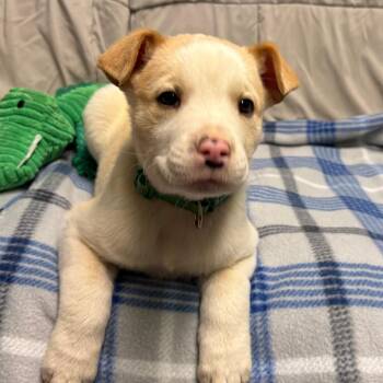 Mixed Breed Dogs Available for Adoption - Pippen | PetCurious