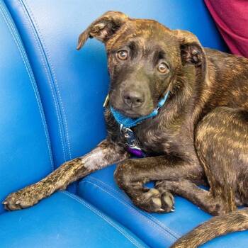 RAISIN -  Labrador Retriever and Australian Shepherd Dog for Adoption in St. Louis, Missouri - RAISIN | PetCurious