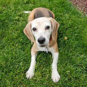 Beagle Dogs Available for Adoption in Nowata, Oklahoma - Fig | PetCurious