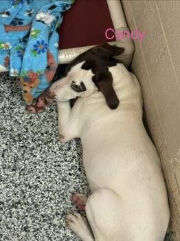 Candy -  Pointer Dog for Adoption in Fayetteville, West Virginia - Candy | PetCurious