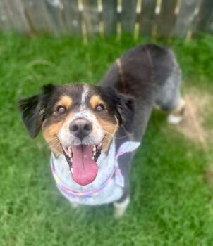 Rescue Australian Shepherd Dogs for Adoption in Tulsa, Oklahoma - Waylon | PetCurious