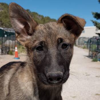 Maggie -  Dutch Shepherd and Belgian Shepherd Malinois Dog for Adoption in San Luis, Colorado - Maggie | PetCurious
