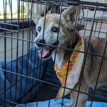 Rescue Chihuahua Dogs for Adoption in Williston, Vermont - Sam | PetCurious