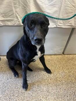 ESTELLE -  Labrador Retriever and Mixed Breed Dog Available for Adoption in Blythe, California - ESTELLE | PetCurious