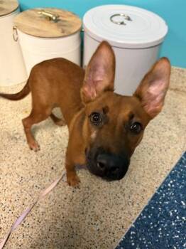 CLAUDETTE -  German Shepherd Dog and Mixed Breed Dog for Adoption in Doral, Florida - CLAUDETTE | PetCurious
