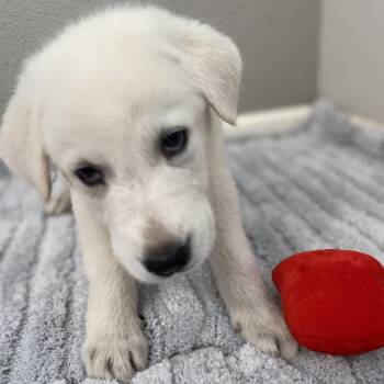 Kilimanjaro -  Great Pyrenees Dog for Adoption in Austin, Texas - Kilimanjaro | PetCurious